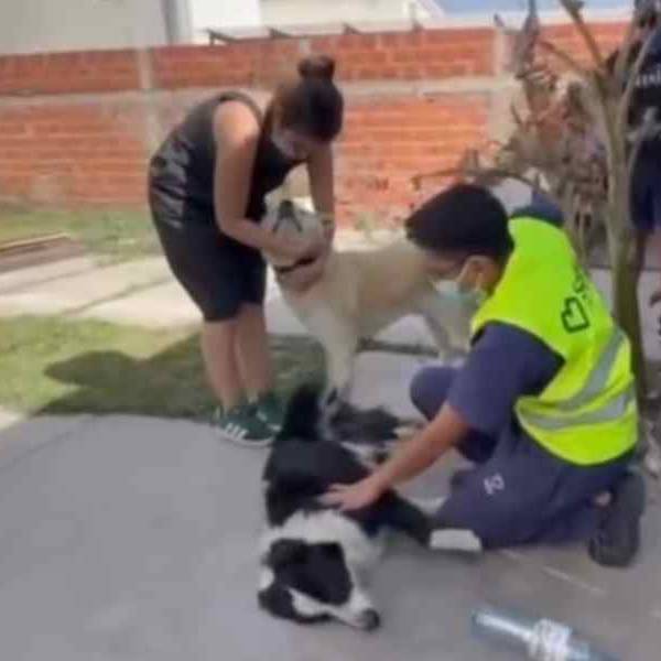 El Hospital de Mascotas de la Municipalidad prioriza urgencias de animales heridos tras los incendios en la zona sur y Circunvalación