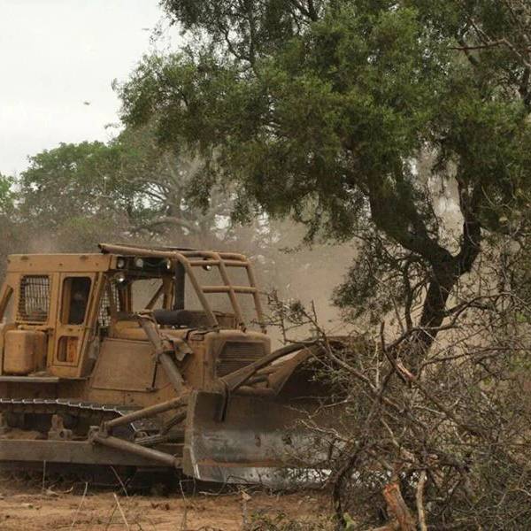 Los desmontes no frenan: En seis meses se perdieron más de 40.000 hectáreas de bosques en el norte argentino