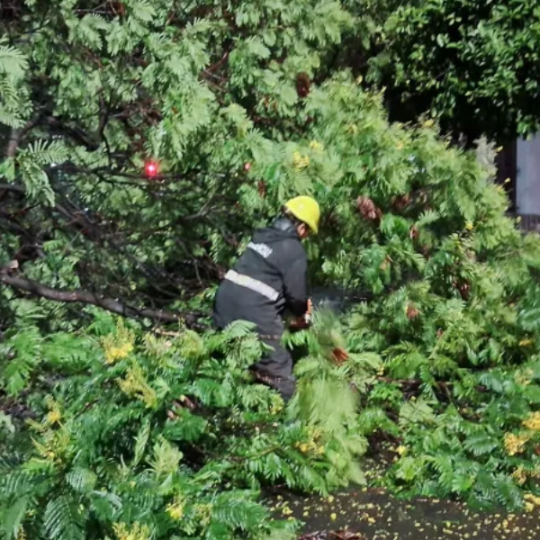 La Municipalidad intervino en 20 incidentes ocasionados por la tormenta: Ramas y postes caídos y boca tormentas tapadas