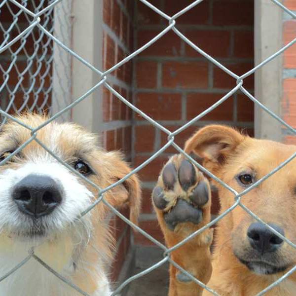 Propuesta en Cafayate: Quienes dejen animales en la vía pública deberán pagar por su permanencia en el refugio municipal