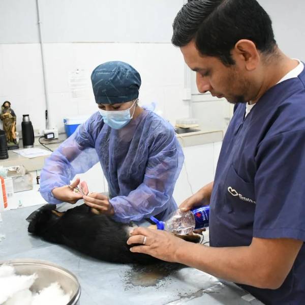 Llevá a tu mascota: La semana que viene el movil de Castración estará en Primavera, Los Sauces y San José