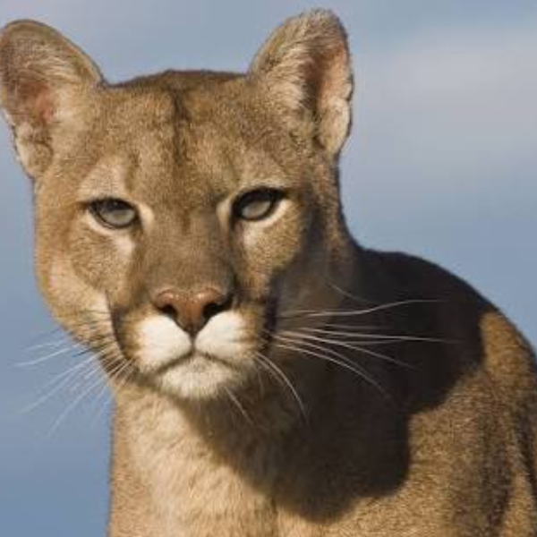 Pumas en La Viña: instalarán cámaras trampa y luces disuasorias para proteger al ganado