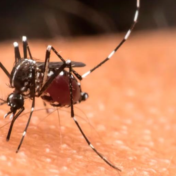 Aumentan los casos de Chikungunya en Salta: Los casos se registran en el cordón fronterizo con Bolivia y un foco puntual en Salta Forestal