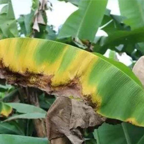 El ingreso de bananas importadas pone en riesgo la producción en Salta y Jujuy