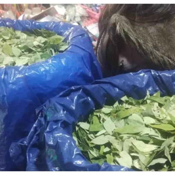 Por la crisis en Bolivia los precios de la hoja de coca aumentan fuertemente en Salta