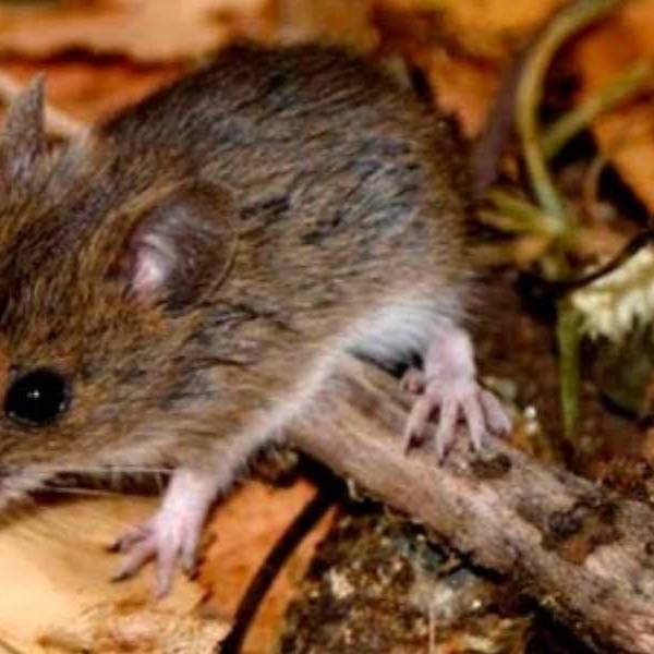 El Instituto Malbrán investiga la posible aparición de una nueva cepa de hantavirus en Salta: 