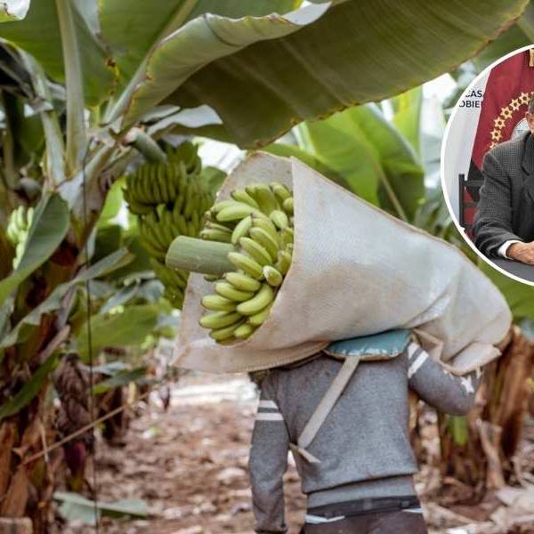Salta presentaría un amparo contra Nación por la importación de banana 