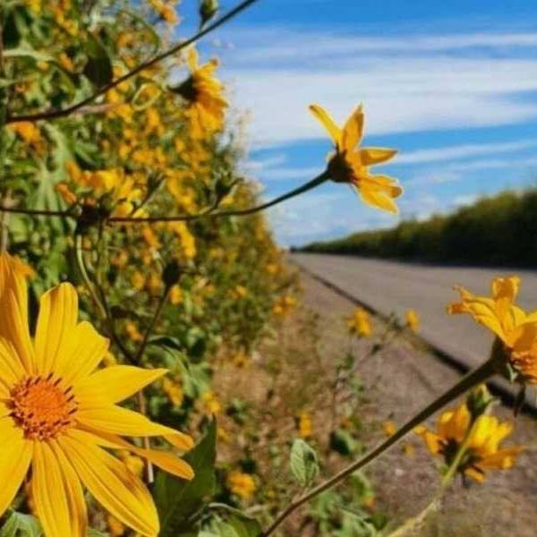 Rutas, campos y Barrios de Salta en riesgo: El Pasto Cubano, una maleza con capacidad destructiva