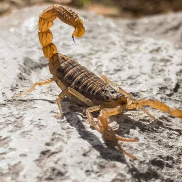 Más de 250 picaduras de alacranes fueron notificadas durante el primer semestre en Salta