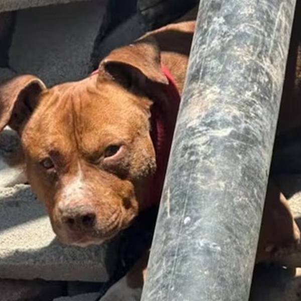 Un hombre sufrió el desprendimiento de una oreja tras ser atacado por un pitbull en Villa Floresta