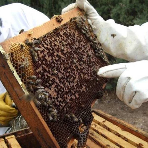En el sur de Salta desconocidos entraron a un galpón, quemaron colmenas, robaron miel y mataron cientos de abejas