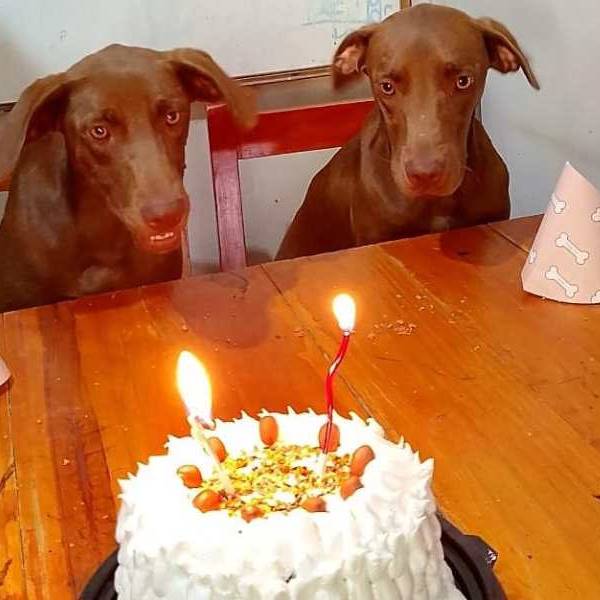 Cumpleaños en la Policía de Salta: Nimble y Keyser celebran su primer año en la División Canina