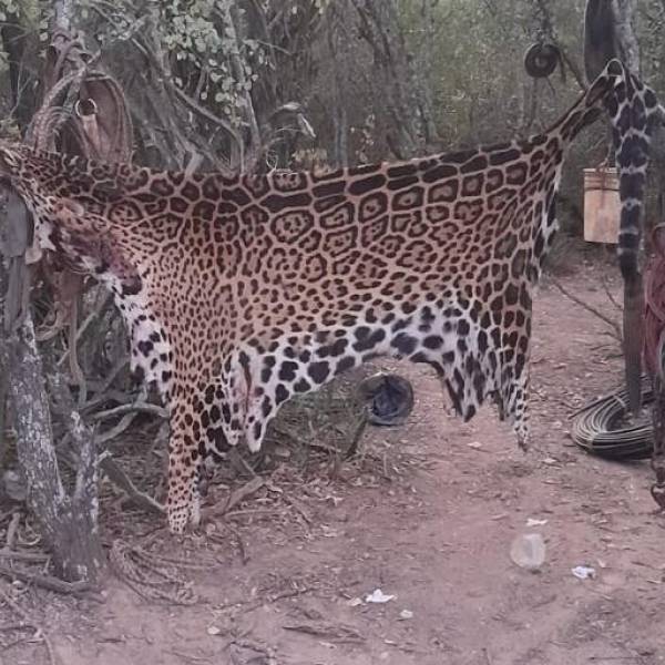 Fallo Histórico: condenaron a cuatro cazadores que mataron un yaguareté en Formosa