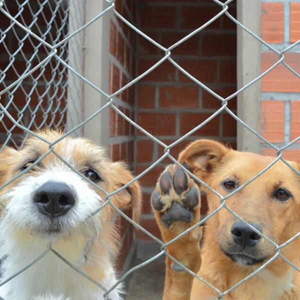 Quienes abandonen o maltraten animales no podrán obtener su carnet de conducir