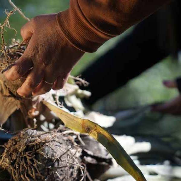 Alerta en el monte salteño: La escasez de chaguar pone en riesgo el legado de las tejedoras wichí
