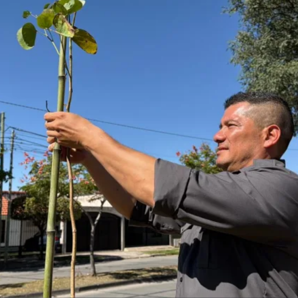 A cuidarlos entre todos: Colocaron 32 nuevos árboles en las avenidas principales del barrio Parque Belgrano