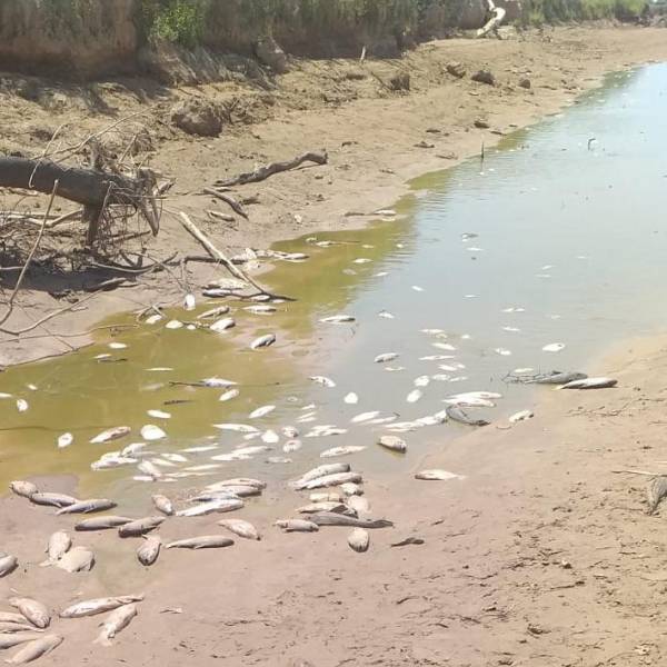 Comunidades salteñas consumen peces contaminados por los vertidos cloacales y mineros que provienen de Bolivia