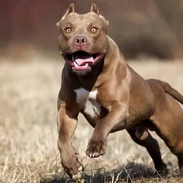Otro ataque de un pitbull dejó un joven herido en el barrio Norte Grande