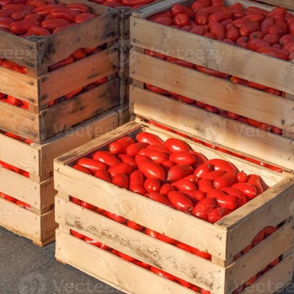 Productores hortícolas advierten que vender el tomate a $3.000 o $4.000 el cajón implica trabajar a pérdida