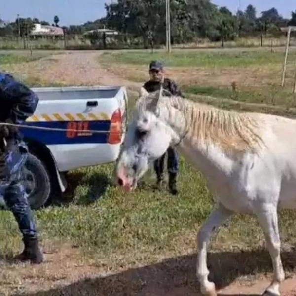 Más de 1200 animales sueltos fueron incautados en distintos puntos de la provincia