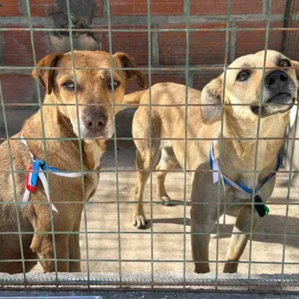 Buscan a sus dueños: La Municipalidad rescató a 35 animales extraviados durante las celebraciones del Milagro