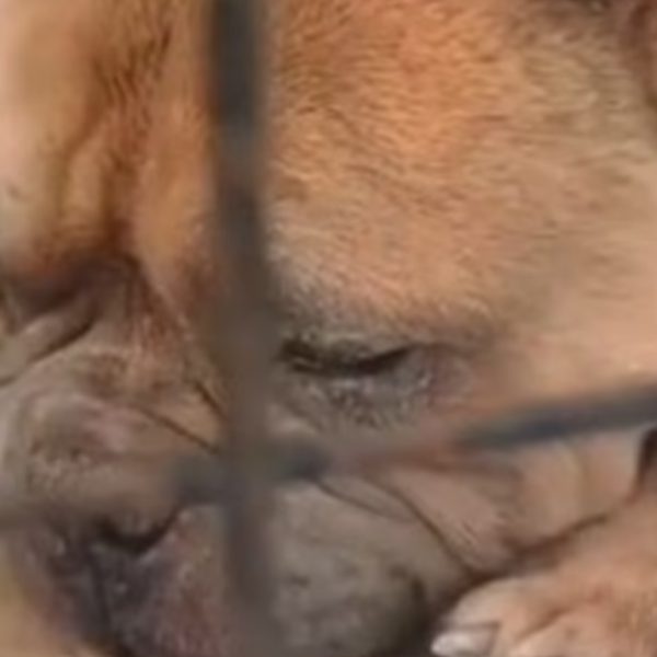 Los usaban para peleas: Rescatan 12 perros heridos y desnutridos en domicilios de barrios Tres Cerritos y Los Gremios