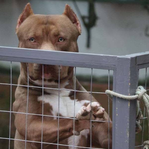 La Justicia ordenó el secuestro de un pitbull  que mordió a varios vecinos en barrio  Santa Cecilia