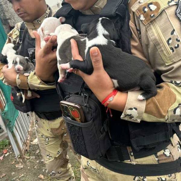 En Barrio Mosconi rescatan a 10 perros de raza pitbull que eran sometidos a maltratos