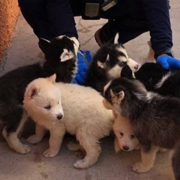 No pueden frenar el contrabando de mascotas, especialmente  perros siberianos, en la frontera Salta-Bermejo
