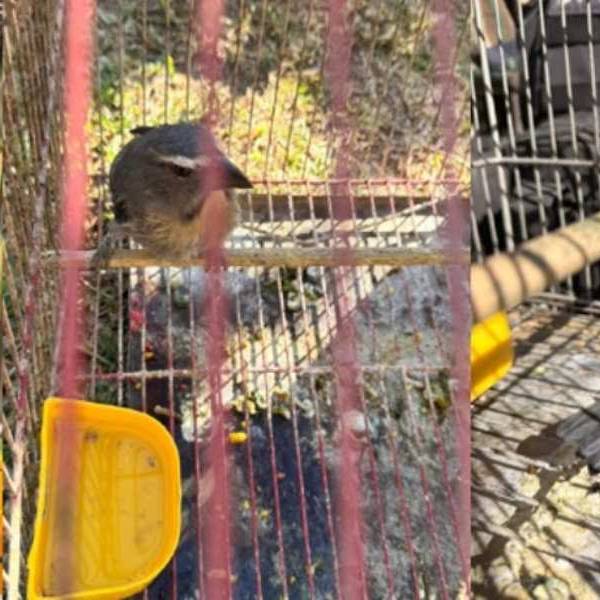 Un video en redes permitió rescatar 24 aves silvestres en Salta