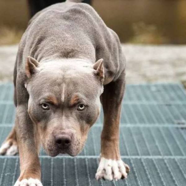 La Justicia salteña ordenó secuestrar a un pitbull que mordió a un niño de cinco años en barrio Siglo XXI