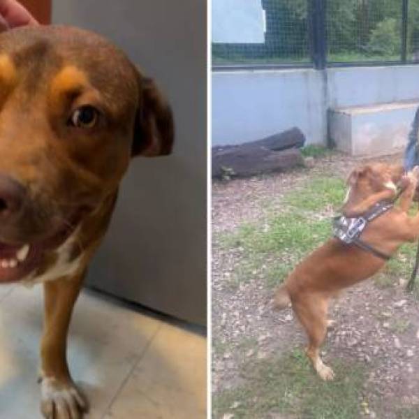 Encontró a su dueña el perrito que se había extraviado y deambulaba en el Centro Cívico Municipal: 