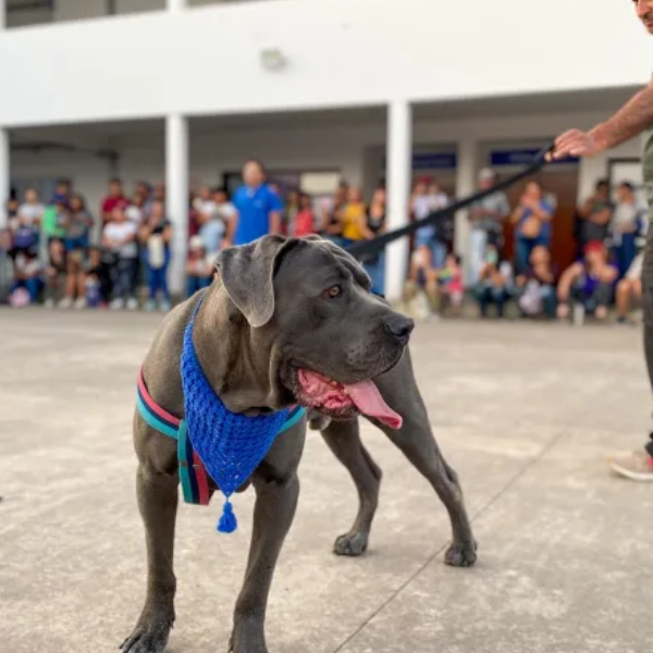 Organizado por la Municipalidad de Salta se viene un taller práctico para prevenir ataques de perros potencialmente peligrosos