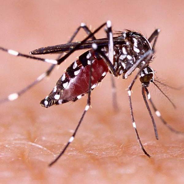 Un joven de 16 años de Rosario de la Frontera se contagio de Chikungunya en Bolivia