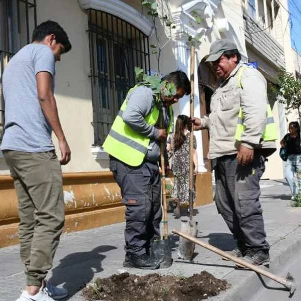 Más verde para la ciudad: El municipio repuso 300 árboles en el macrocentro salteño