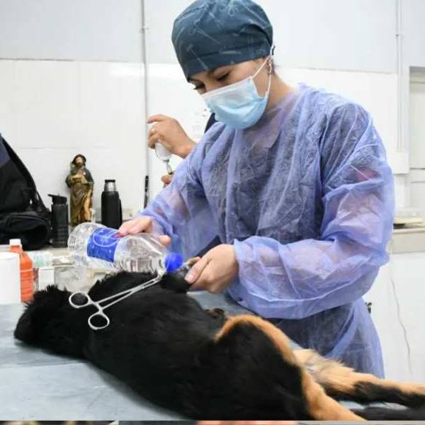 Este viernes 5 habrá un operativo especial de castración en las inmediaciones del Relleno Sanitario San Javier