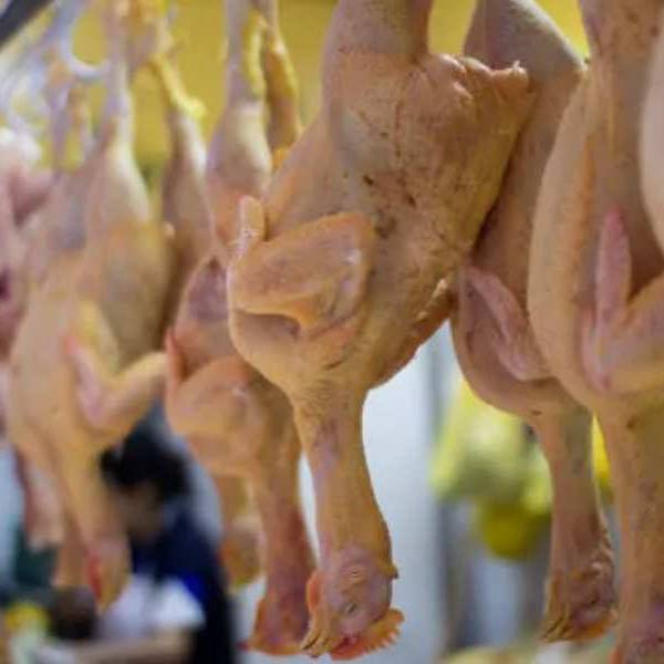 El pollo ya desplazó a la carne vacuna como la proteína más consumida por los argentinos