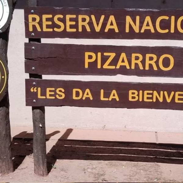 Condenan a dos cazadores en Anta tras el ataque de sus perros a un oso hormiguero