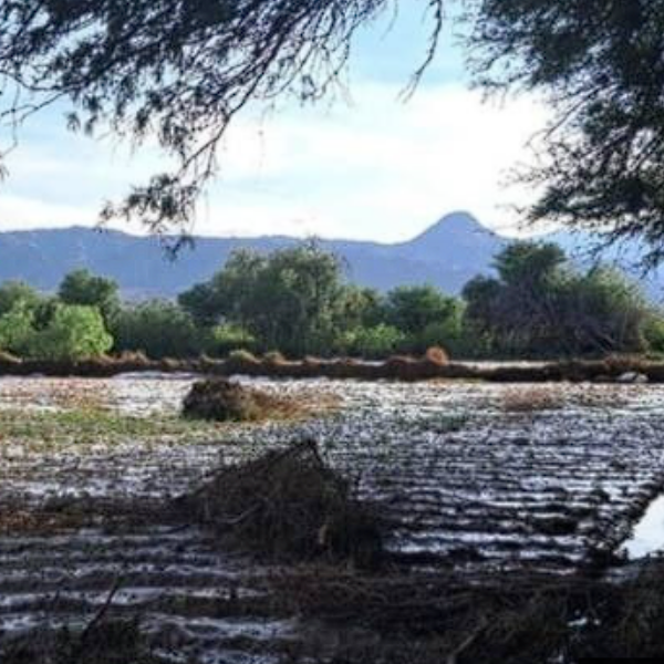 Un fuerte temporal desbordó dos ríos que arrasaron cultivos en  San Carlos y Cafayate: 