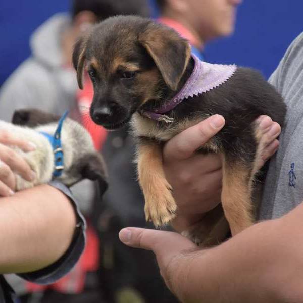 La Municipalidad de Salta a través de  su área Bienestar Animal estima superar las 200 adopciones hasta fin de año