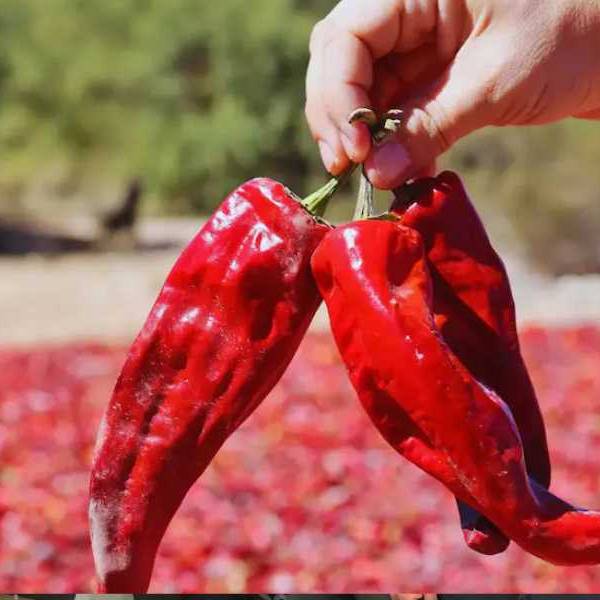 Un paisaje especial: Cada otoño, la cosecha y el secado artesanal del pimiento tiñen de rojo los Valles Calchaquíes