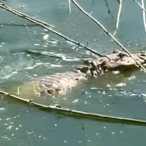 ¿Un yacaré cerca de Cabra Corral?: Fauna aclara que no hay evidencia ni denuncias por el video viral