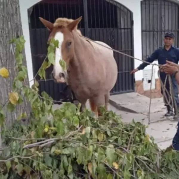 A partir de hoy endurecieron en Salta las sanciones para quienes dejen animales sueltos en la via pública o en rutas