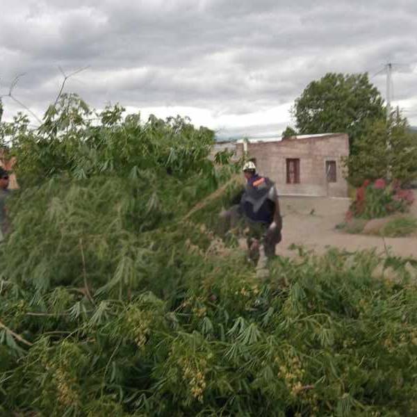Fuertes vientos durante la madrugada causaron grandes daños en Metán: Hubo cortes de energía, voladura de techos y caída de árboles
