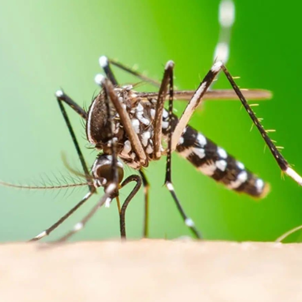 Salta registra 120 casos confirmados de Chikungunya en lo que va del periodo de vigilancia 2025/2026