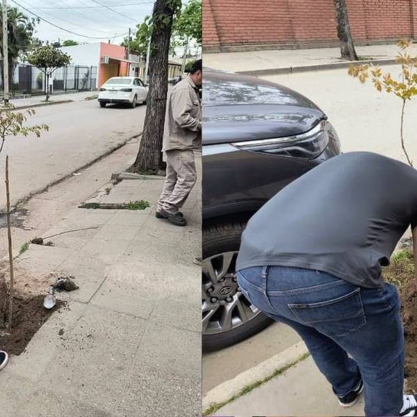 Orán: Un joven rompió un árbol, pidió perdón y ahora está plantando 31 árboles por la ciudad 