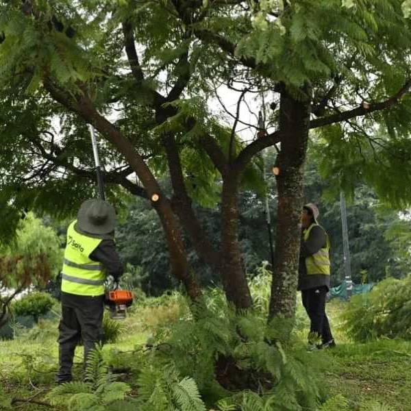 El Municipio de Salta sigue realizando trabajos de poda en diferentes puntos de la ciudad. 