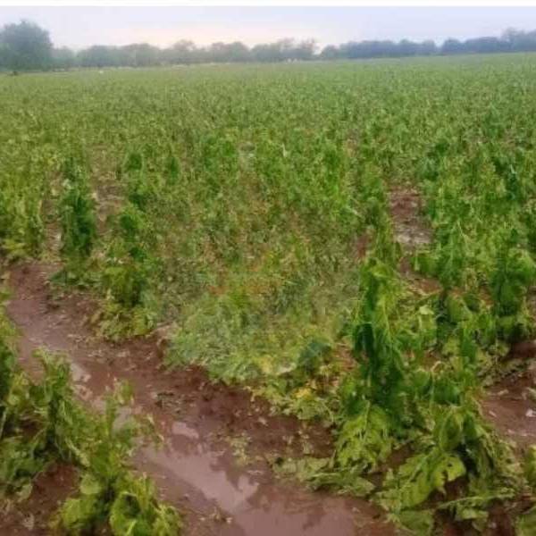 Una tremenda granizada  arrasó cultivos de tabaco en El Tala y El Jardín: 