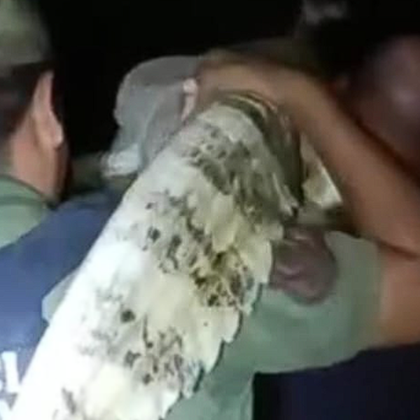 La Policía Rural rescató un yacaré en plena ruta 5 y lo restituyó a su hábitat  en Pichanal