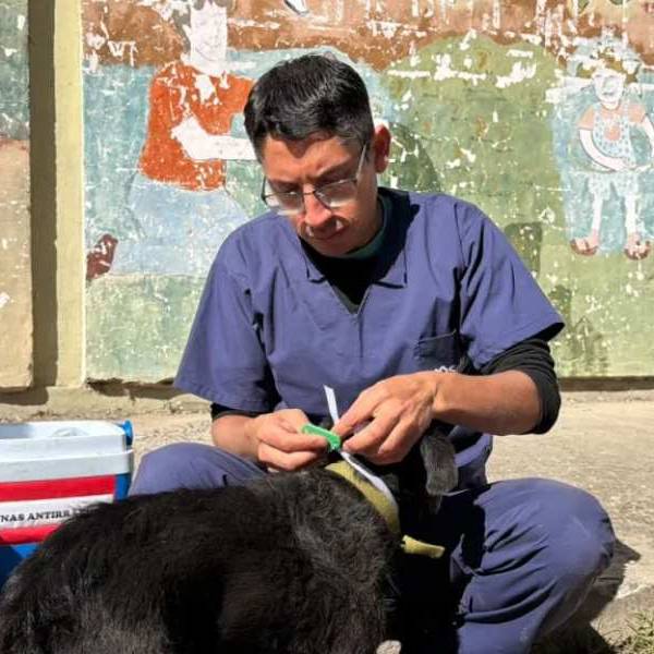 Milagro 2026: La Municipalidad de Salta comenzó la identificación de perros comunitarios para evitar extravíos